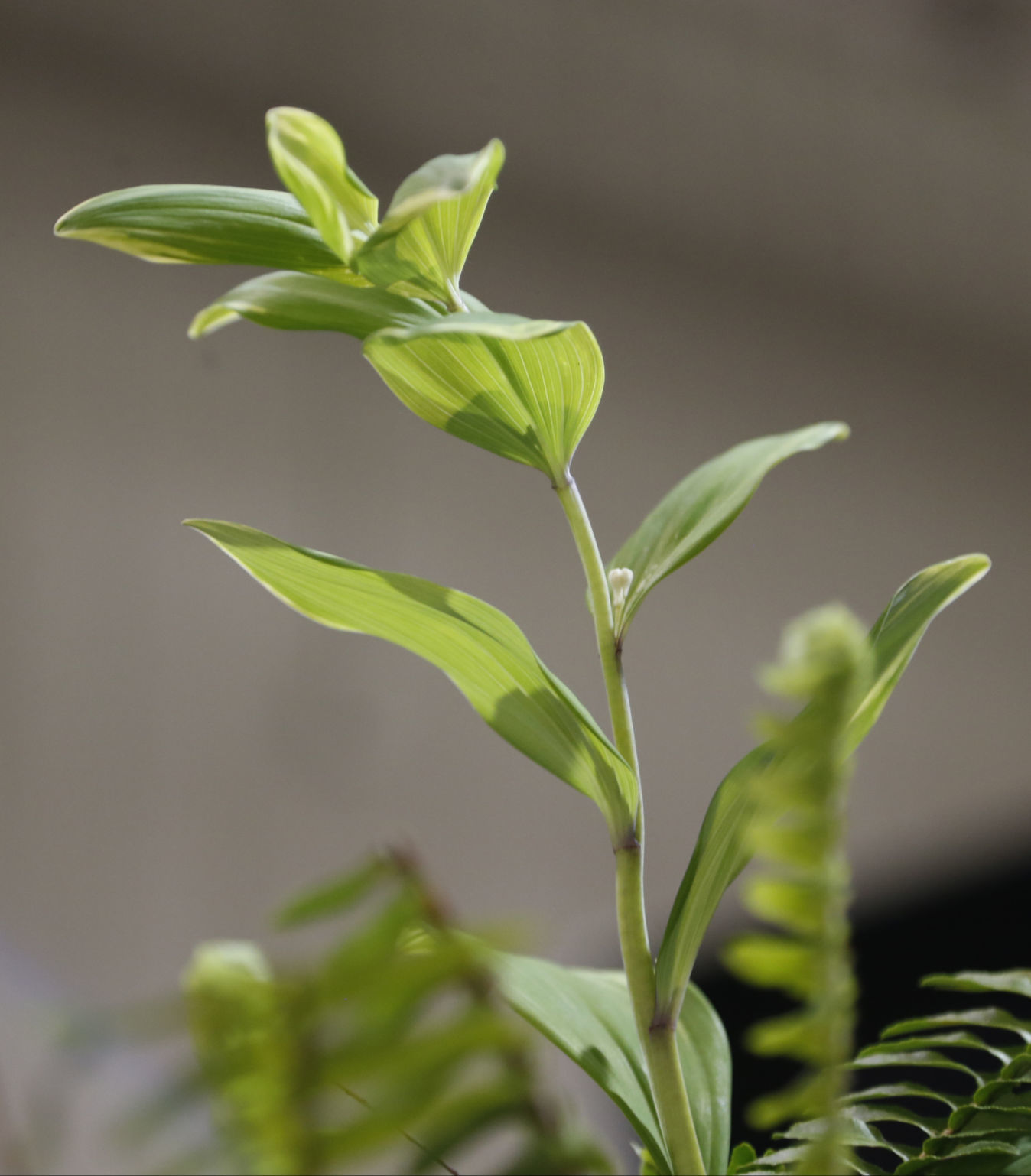 Events: Home & Garden Expo of Oklahoma